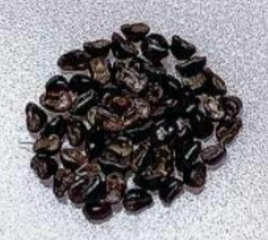 Astrophytum myrio kikko 10 Pieces Seeds
