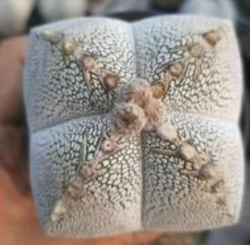 Astrophytum myrio onzuka 10 Pieces Seeds