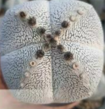 Astrophytum myrio onzuka 10 Pieces Seeds
