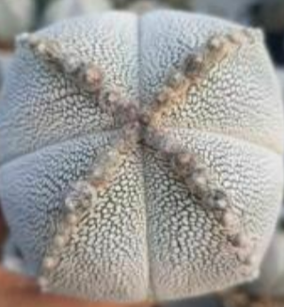 Astrophytum myrio onzuka 10 Pieces Seeds