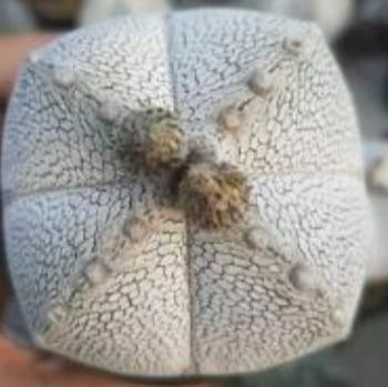 Astrophytum myrio onzuka 10 Pieces Seeds