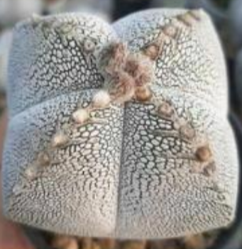 Astrophytum myrio onzuka 10 Pieces Seeds