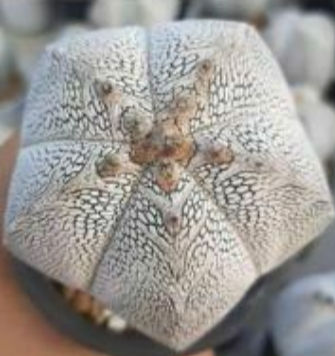 Astrophytum myrio onzuka 10 Pieces Seeds