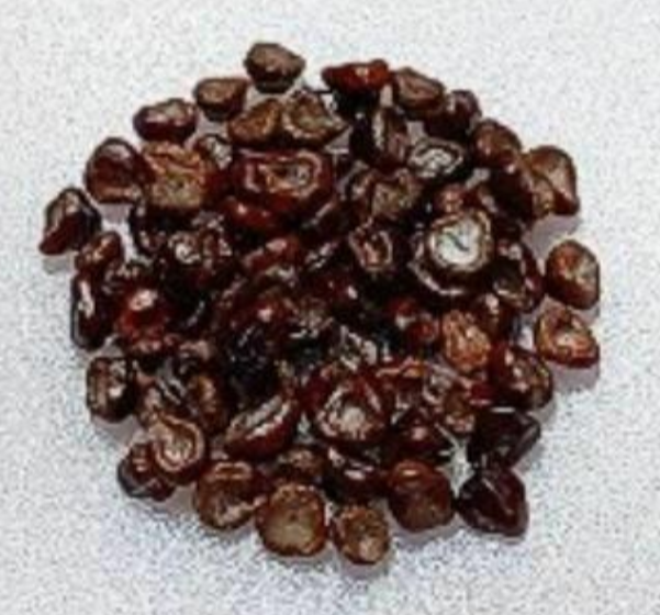 Astrophytum lizard skin 10 Pieces Seeds