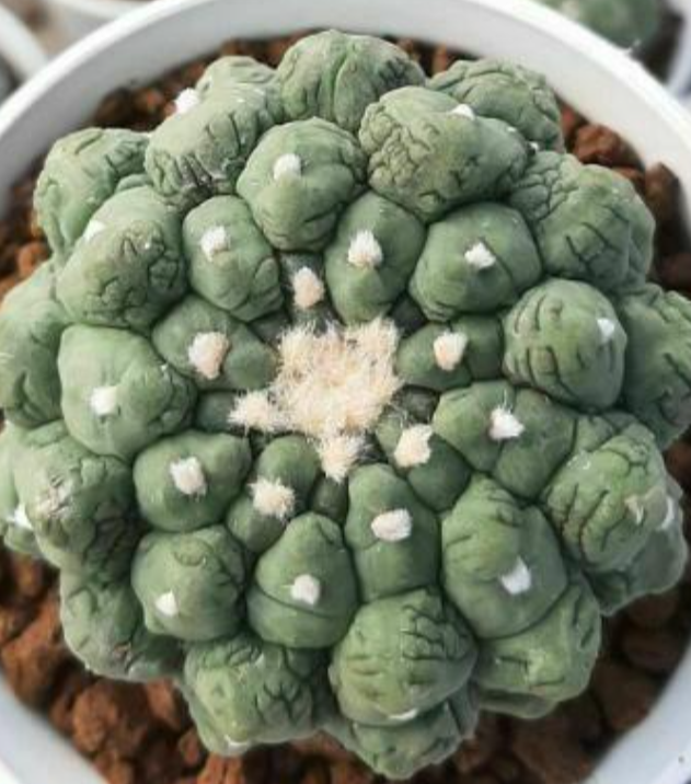 Astrophytum lizard skin 10 Pieces Seeds
