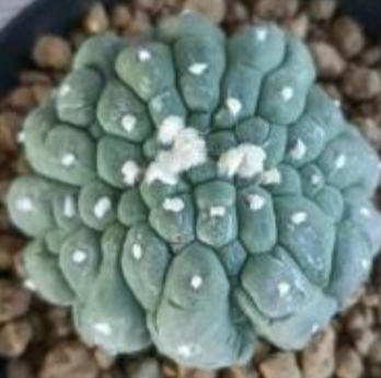 Astrophytum lizard skin 10 Pieces Seeds