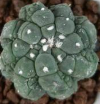 Astrophytum lizard skin 10 Pieces Seeds