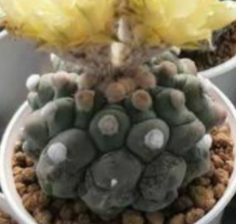 Astrophytum lizard skin 10 Pieces Seeds
