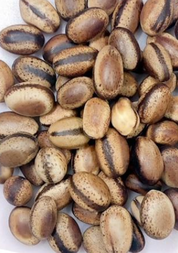 Delonix floribunda 5 Pieces Seeds