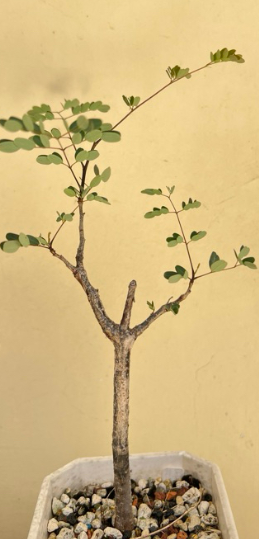 Delonix floribunda 5 Pieces Seeds