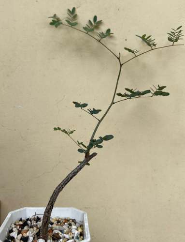 Delonix floribunda 5 Pieces Seeds