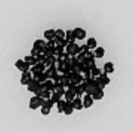 Mammillaria schiedeana 15 Pieces Seeds