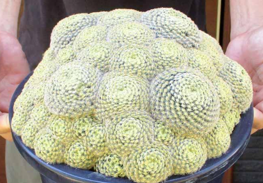 Mammillaria schiedeana 15 Pieces Seeds