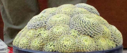 Mammillaria schiedeana 15 Pieces Seeds