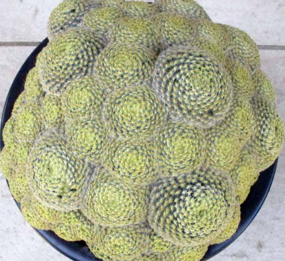 Mammillaria schiedeana 15 Pieces Seeds