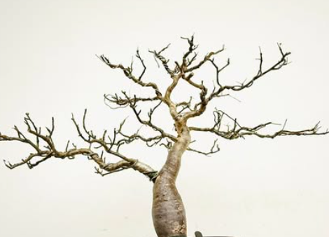 Bursera Fragilis 5 Pieces Seeds