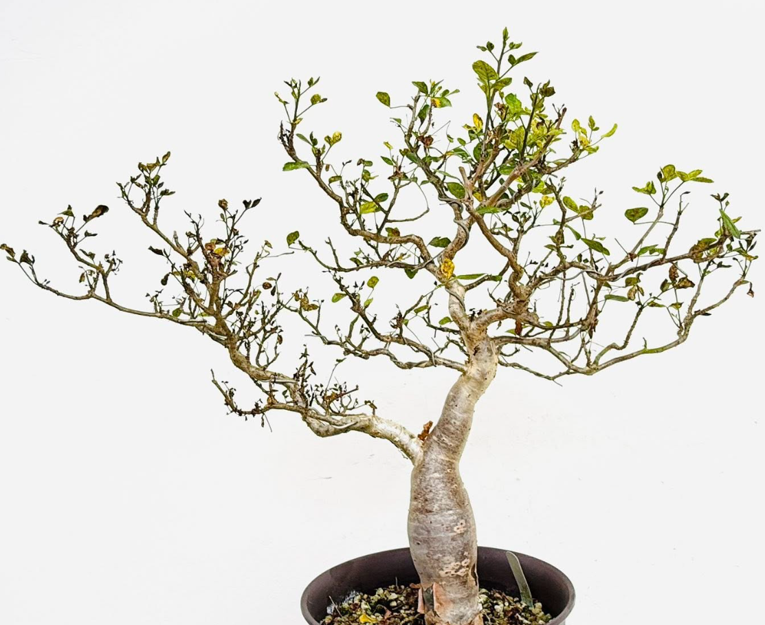 Bursera Fragilis 5 Pieces Seeds