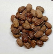 Sterculia spp. 6 Pieces Seeds