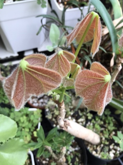 Sterculia spp. 6 Pieces Seeds