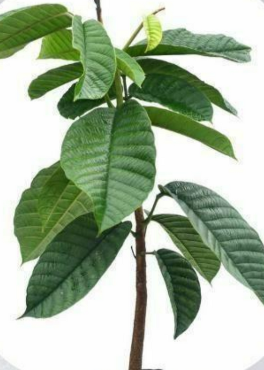 Ormosia sp. 5 Pieces Seeds
