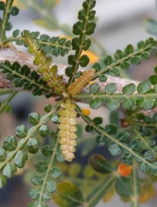 Boswellia socotrana Green Leaf 6 Pieces Seeds