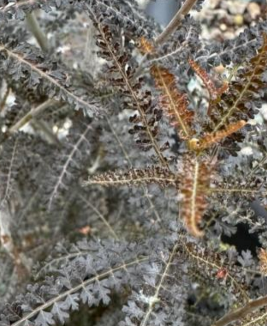 Boswellia socotrana silver leaf 6 Pieces Seeds