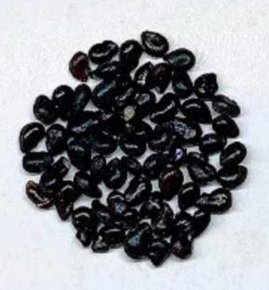 Pilosocereus Alensis 10 Pieces Seeds