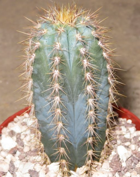 Pilosocereus Alensis 10 Pieces Seeds