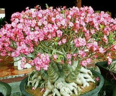 Adenium Mammoth 6 Pieces Seeds