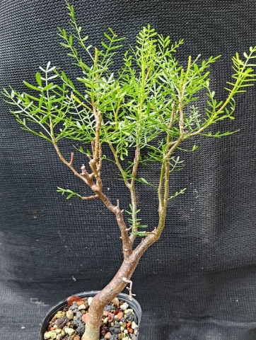 Bursera microphylla 4 Pieces Seeds