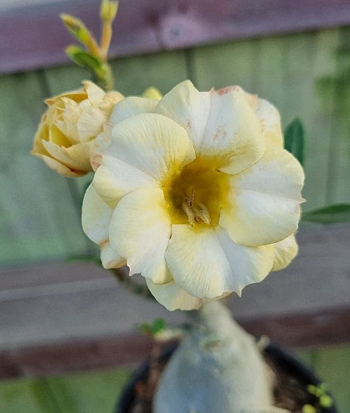 Adenium obesum var.multiflorum 6 Pieces Seeds