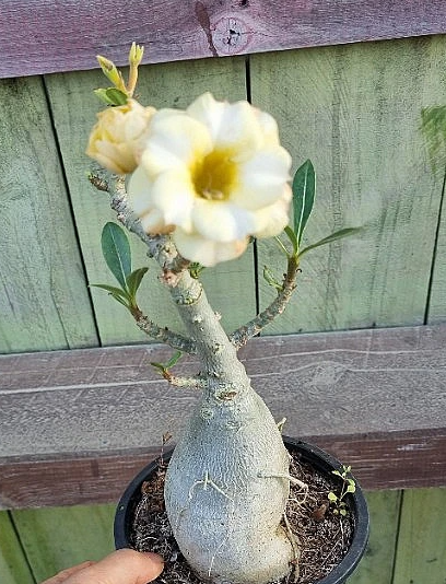 Adenium obesum var.multiflorum 6 Pieces Seeds