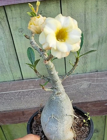 Adenium obesum var.multiflorum 6 Pieces Seeds