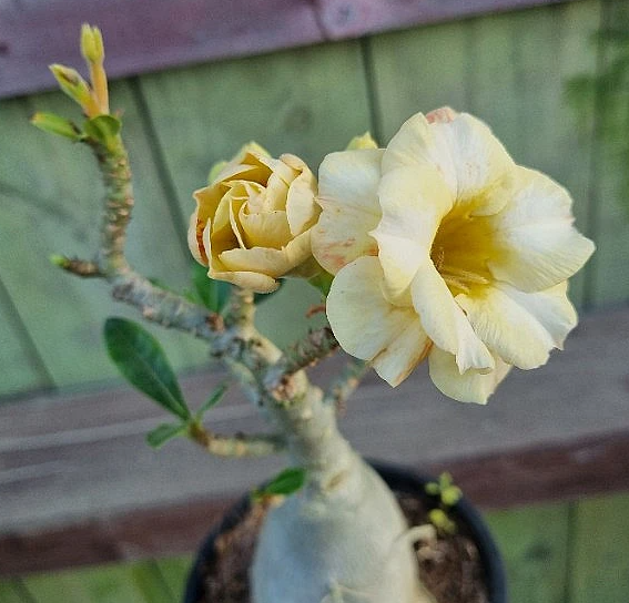 Adenium obesum var.multiflorum 6 Pieces Seeds