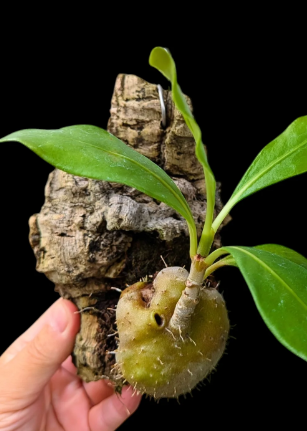 Anthorrhiza recurvispina 6 Pieces Seeds