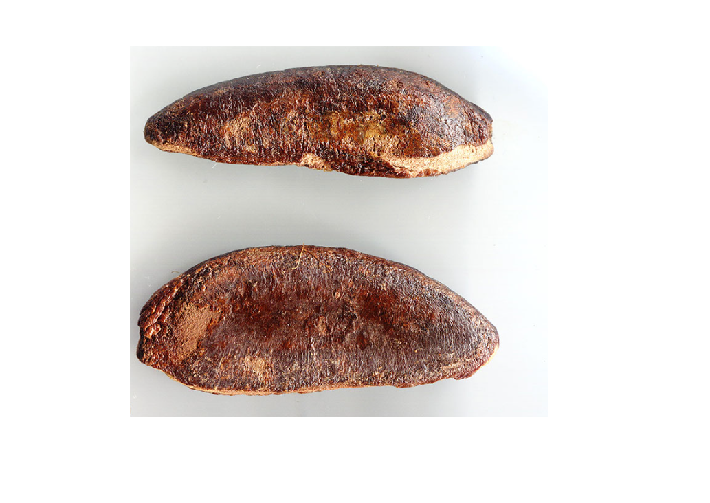 Dalbergia crassiflora (  Gaboon ebony ) 7 Pieces seeds