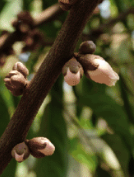 Dalbergia crassiflora (  Gaboon ebony ) 7 Pieces seeds