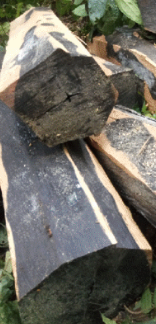 Dalbergia crassiflora (  Gaboon ebony ) 7 Pieces seeds