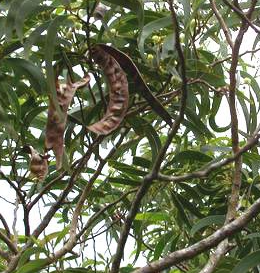 Acacia koa 6 Pieces seeds