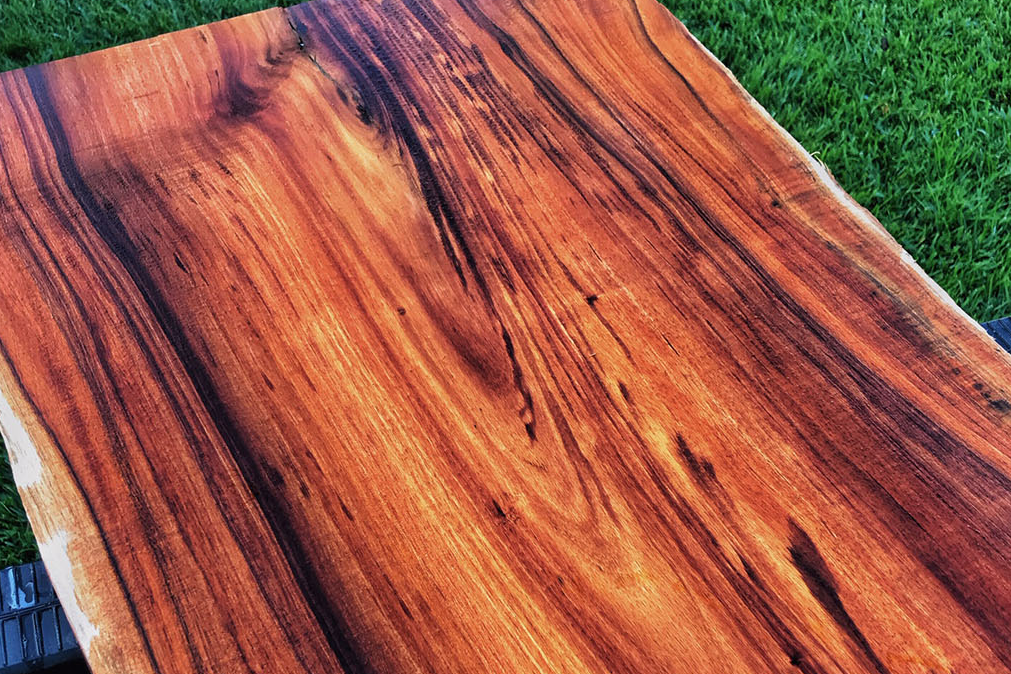Acacia koa 6 Pieces seeds