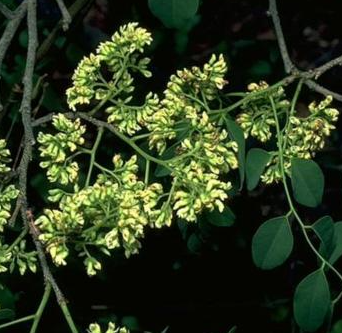 Dalbergia cearensis ( Kingwood ) 6 Pieces seeds