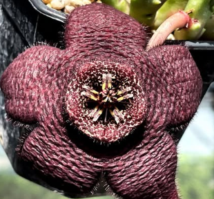 Stapelia angulata 6 Pieces Seeds