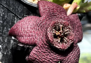 Stapelia angulata 6 Pieces Seeds
