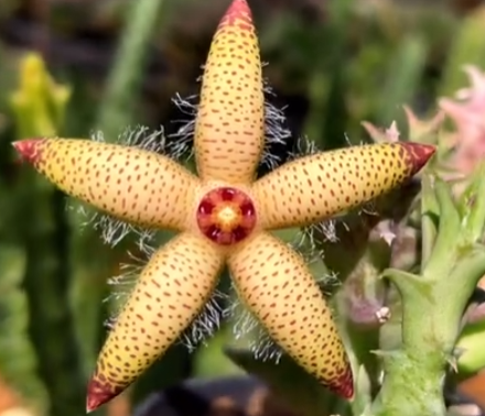 Orbea maculata ssp. Maculata 5 Pieces Seeds