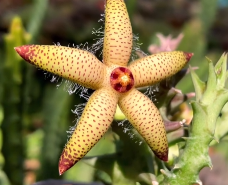 Orbea maculata ssp. Maculata 5 Pieces Seeds