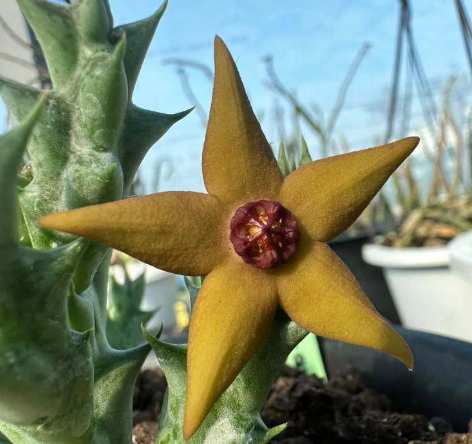 Orbea Jupiter 5 Pieces Seeds