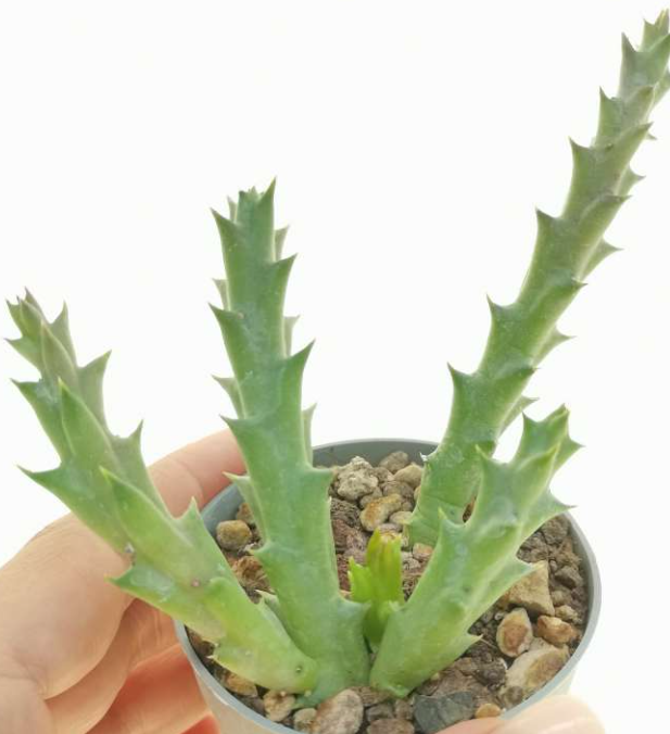 Orbea Jupiter 5 Pieces Seeds