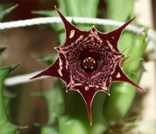 Huernia Kaleidoscope 6 Pieces Seeds