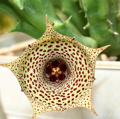 Huernia cv. Chocolate Rice 6 Pieces Seeds