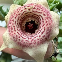 Huernia ‘Strawberry Chips’ 6 Pieces Seeds